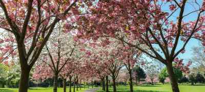 Scenic Parks Near Dublin Worth the Detour on Your Adventure