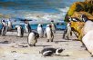 Cape Town & Safari with 5 Star Hotels Upgrade