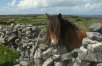 Ireland B&B with Luxury 5-Star Castle