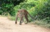 Ultimate Leopard Safari of Sri Lanka