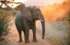 Cape Town Safari with Optional Kruger Extension