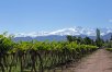 Chile & Argentina Wine Experience