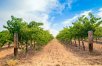 Tastes of Southern Australia