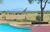 Cape Town Safari with Optional Kruger Extension