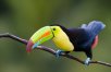 Toucans & Monkeys: Costa Rica Ecotourism Vacation