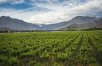 Chile & Argentina Wine Experience