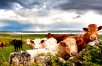 Ireland Bed and Breakfast Vacation Upgrade