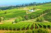Gourmet South Africa: Wine & Safari