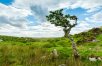 Ireland: Discover Your Roots