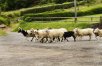 Cycling the Ring of Kerry