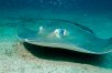 Belize Explorer