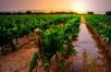 Wine Tours of Spain with Castle Stay