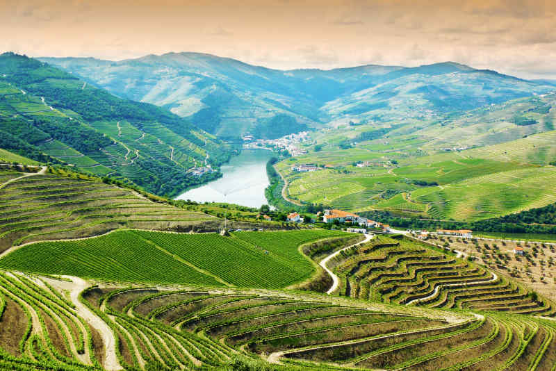 Douro Valley Vineyards