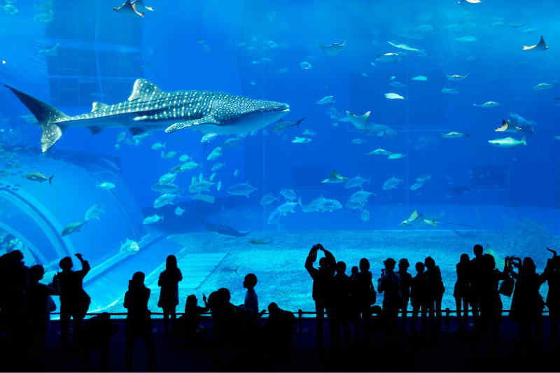 Dubai Aquarium & Underwater Zoo