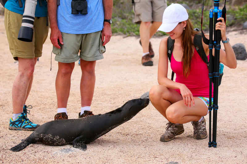 Sea Lion • Galapagos Islands, Ecuador