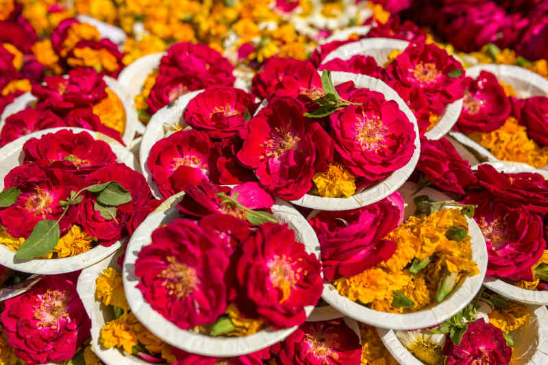 flowers used to make holi colours