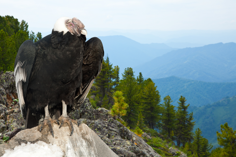 Andean Condor