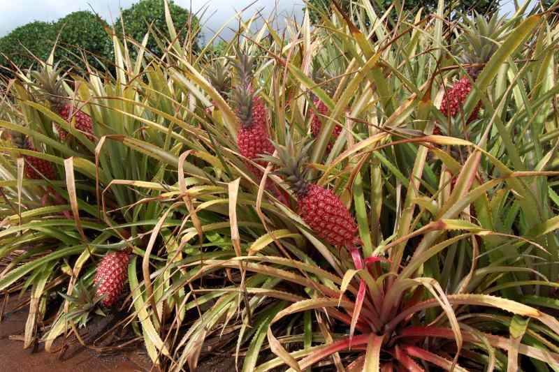 Oahu pineapple plantation