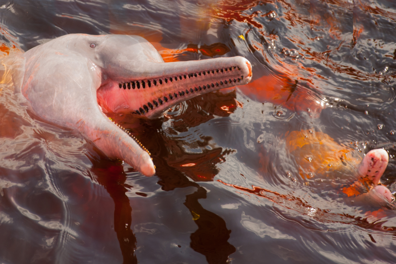 Pink River Dolphin