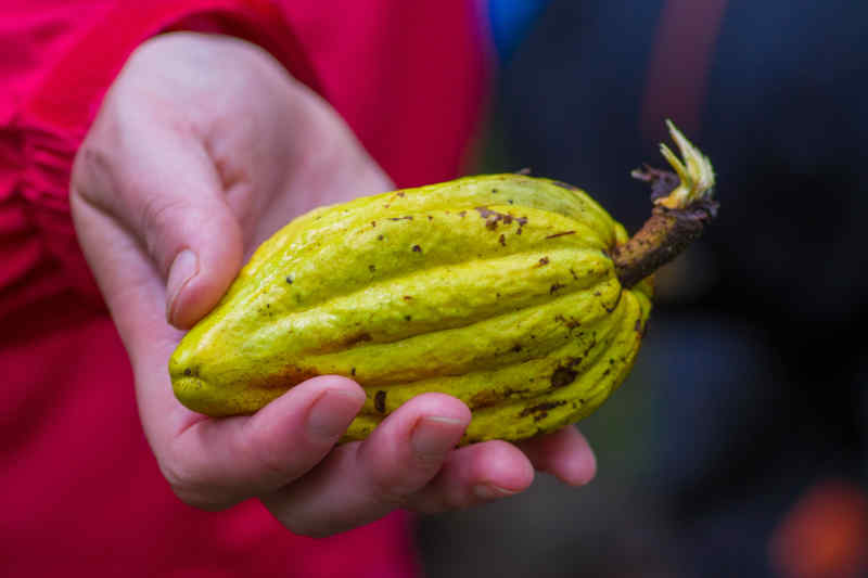 Cacao fruit