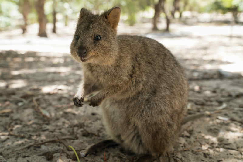 Quokka on Rottnest Island, Australia