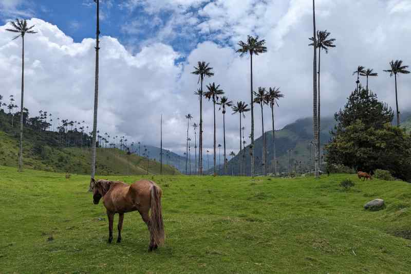 Valle de Cocora, Colombia