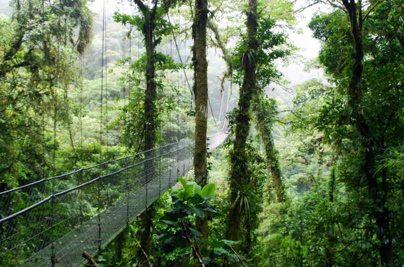 Monteverde Cloud Forest