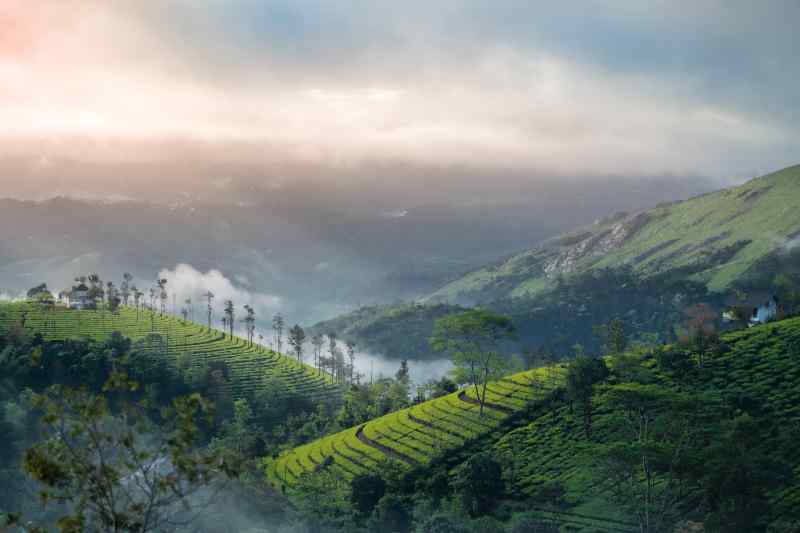 Munnar - Kerala, India