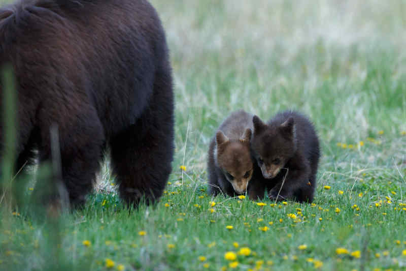 Black Bears in Jasper National Park