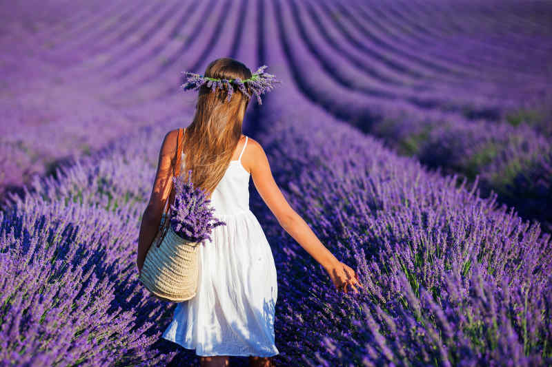 Lavender field