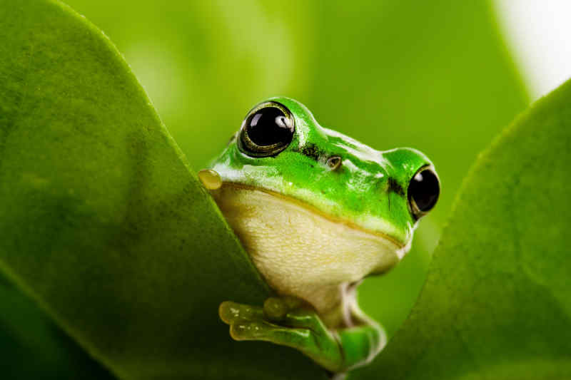 Frog