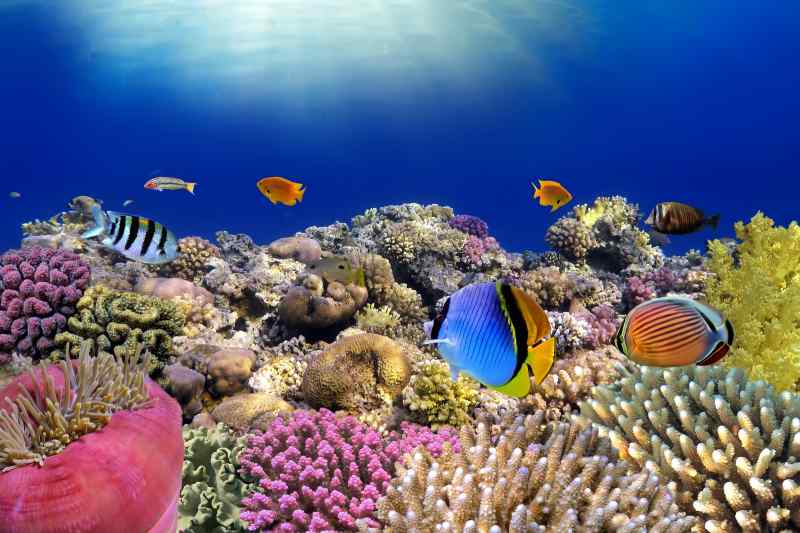 Great Barrier Reef, Australia