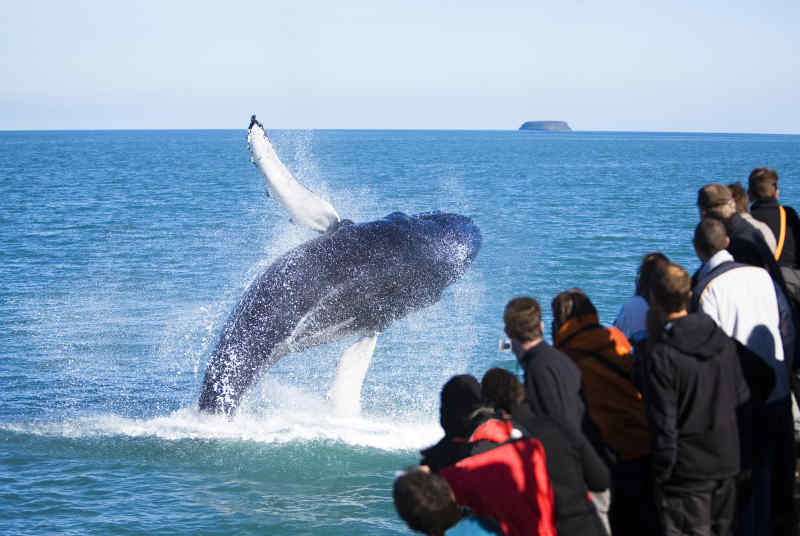 Whale Watching in Iceland