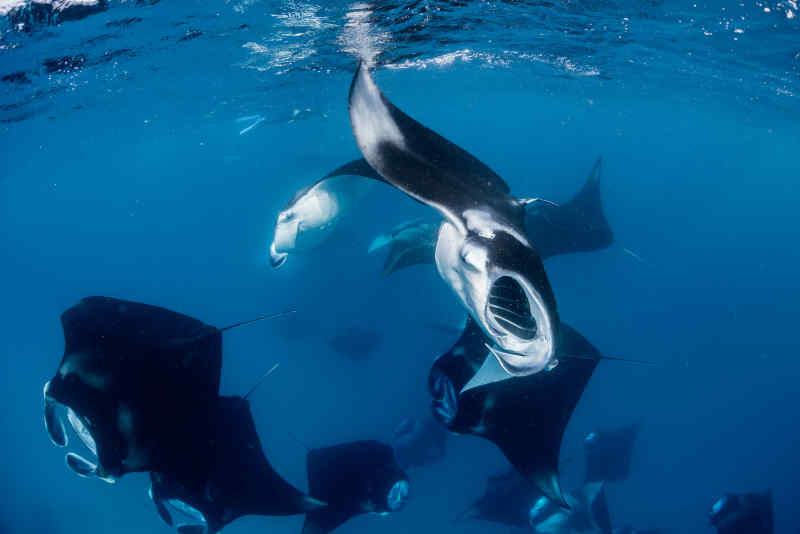 Manta Rays in Hanifaru Bay, Baa Atoll - Maldives