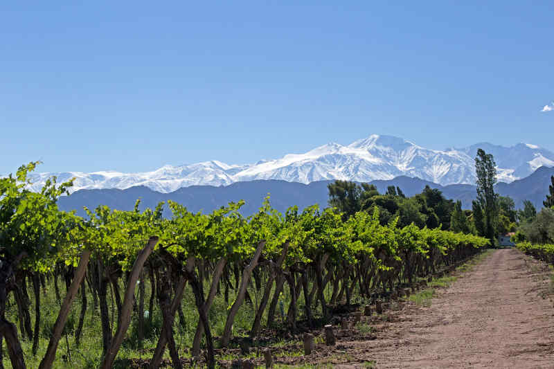 Vineyard • Mendoza, Argentina