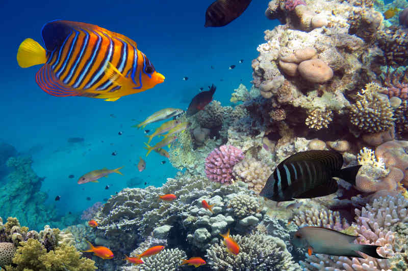 Tropical fish in the Red Sea, Egypt