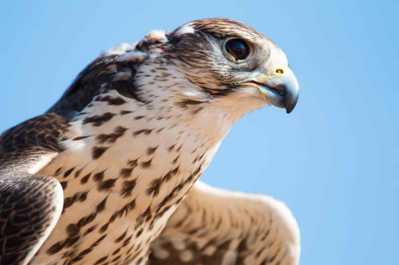 Falcon in Abu Dhabi