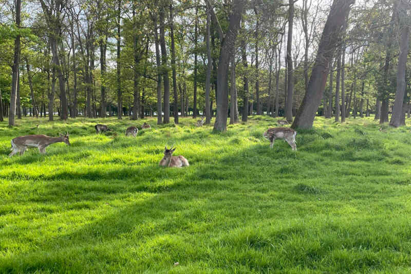 Phoenix Park in Dublin