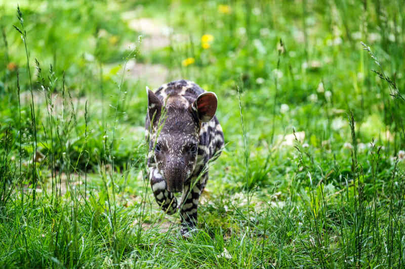 Baby Tapir