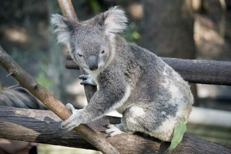 Cutest Aussie Animals Where To Find Them