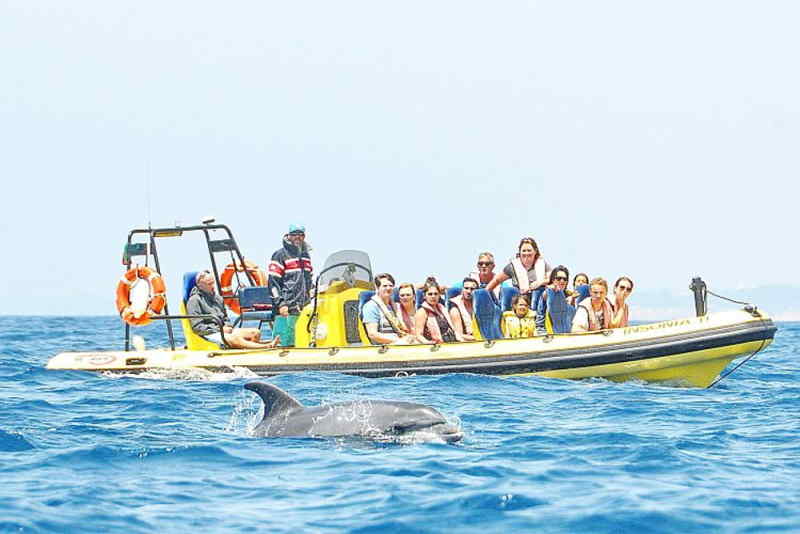 A group of people on a boat joyfully observing a dolphin swimming alongside them in clear blue water.