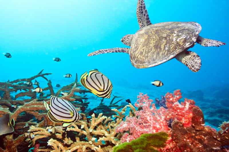 Great Barrier Reef, Australia