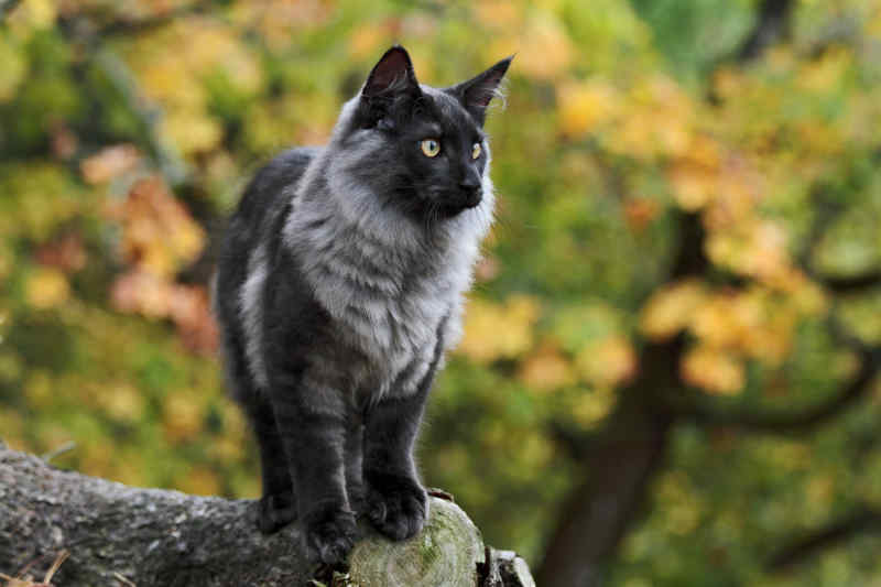 Norwegian Forest Cat