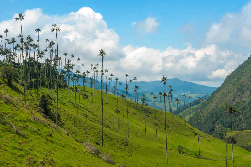 Bosques de Cocora