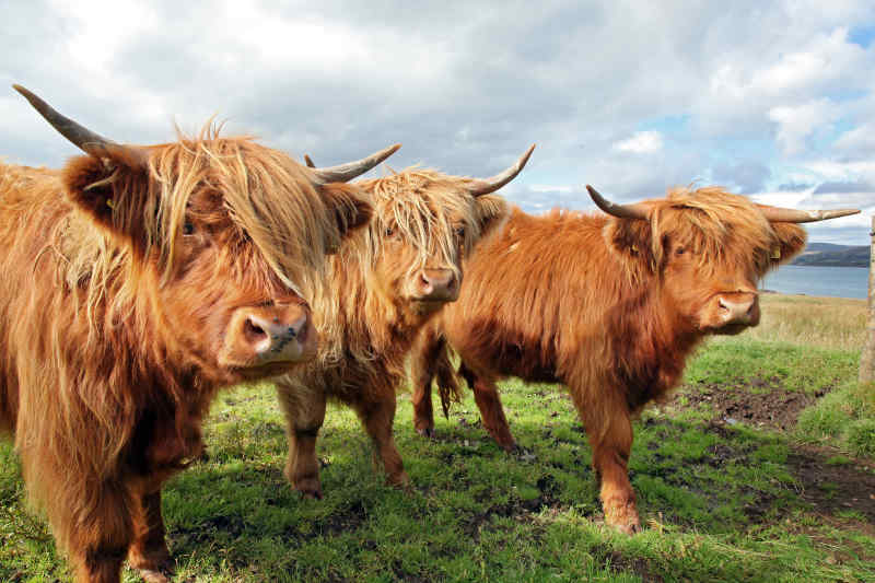 Highland Hairy Cows