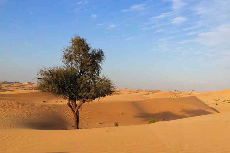 Abu Dhabi Desert