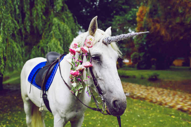 Here's Why Scotland's National Animal is the Unicorn