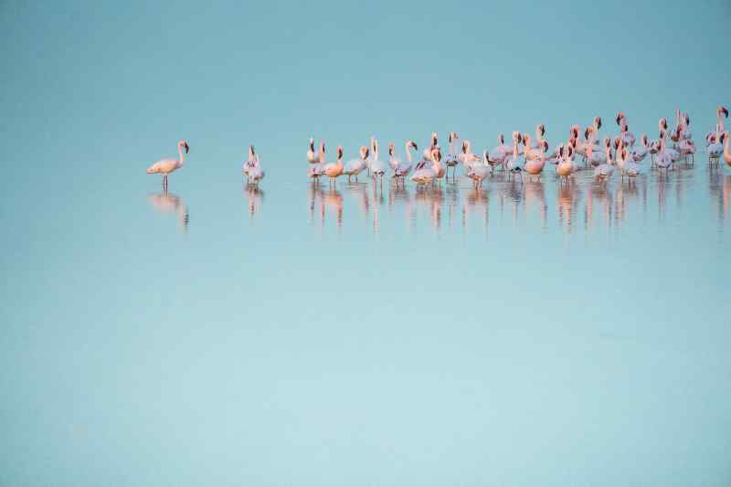 Los Flamencos Flora and Fauna Sanctuary