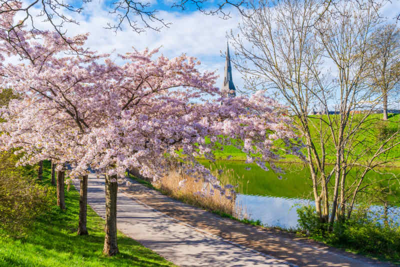 Sakura Festival, Langelinie Park, Copenhagen