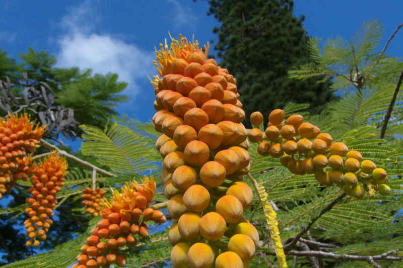 Kauai Hawaii